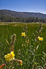 Meadow with yellow flowers
