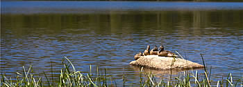 Ducks on a rock